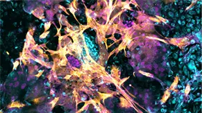 Logran implantar con &eacute;xito un embri&oacute;n en un endometrio artificial