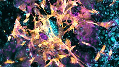 Logran implantar con éxito un embrión en un endometrio artificial