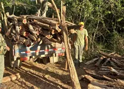 Senpa y Medio Ambiente incautan 831 unidades de postes y trozas de madera