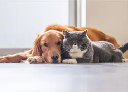 &iquest;C&oacute;mo afectan los fuegos artificiales a perros y gatos?