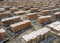 Hallan tres toneladas de droga en una finca de un municipio en Ecuador