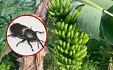 Crean un dispositivo que repele al picudo negro, el enemigo de la platanera