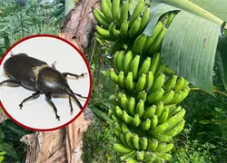 Crean un dispositivo que repele al picudo negro, el enemigo de la platanera