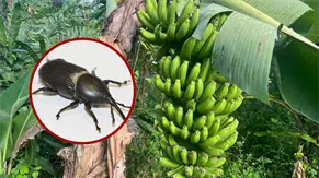 Crean un dispositivo que repele al picudo negro, el enemigo de la platanera