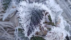 Descenso de bajas temperaturas en Valle Nuevo provoca congelamiento y escarcha