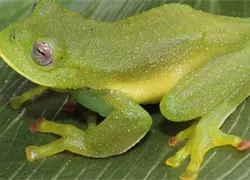 Rescatan a 26 ranas gigantes del lago Titicaca que eran ofrecidas como comida en Bolivia