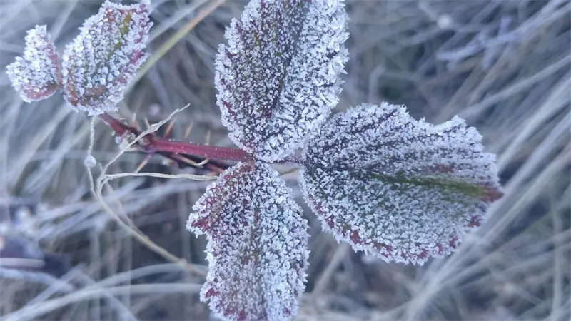 Intenso fr&iacute;o azota Valle Nuevo con temperaturas de hasta 0 &deg;C