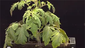 Plantas que respiran nitrógeno y tomates que resisten la sal, la agricultura del futuro