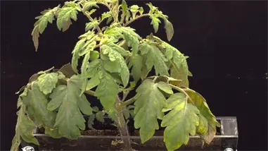 Plantas que respiran nitr&oacute;geno y tomates que resisten la sal, la agricultura del futuro