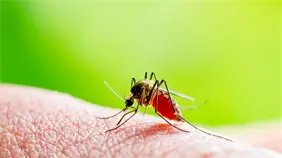 Cuba reporta m&aacute;s de 50,000 casos de chikungunya y una reducci&oacute;n en la incidencia