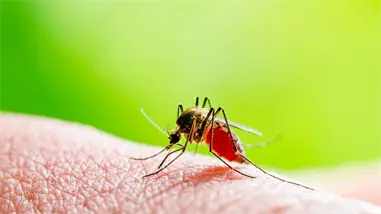 Cuba reporta m&aacute;s de 50,000 casos de chikungunya y una reducci&oacute;n en la incidencia