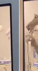 Mapaches invaden un hospital en México Mapaches invaden un hospital en México