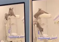 Mapaches invaden un hospital en M&eacute;xico