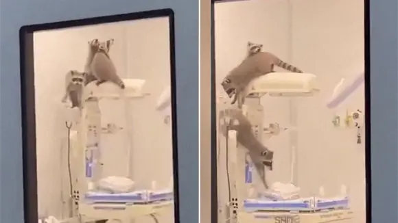 Mapaches invaden un hospital en M&eacute;xico