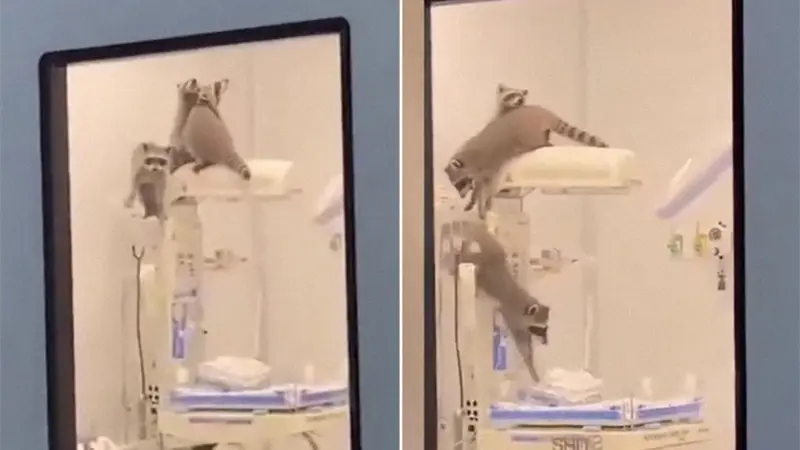 Mapaches invaden un hospital en México