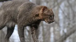 Un gato de monte o jaguarundi regresa a su h&aacute;bitat en Panam&aacute; tras un a&ntilde;o de rehabilitaci&oacute;n