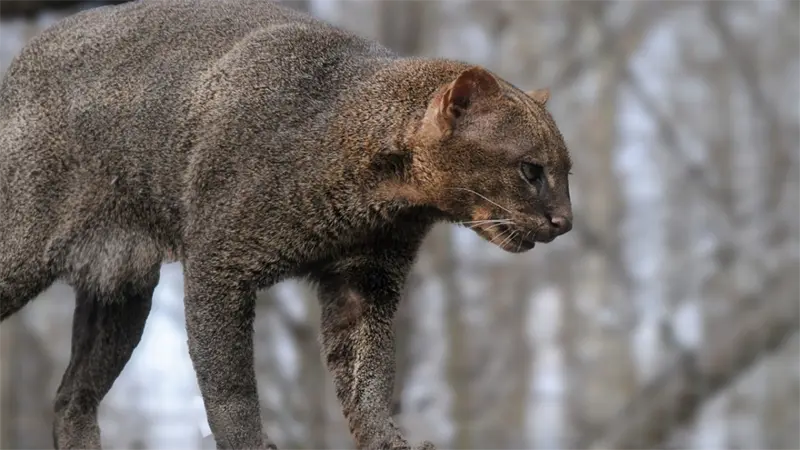 Un gato de monte o jaguarundi regresa a su hábitat en Panamá tras un año de rehabilitación