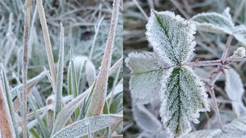 &iexcl;El fr&iacute;o contin&uacute;a en Constanza! Bajas temperaturas arropan a Valle Nuevo