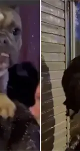 Rescatistas rusos salvan a 17 perros de morir en un edificio en llamas