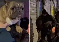 Rescatistas rusos salvan a 17 perros de morir en un edificio en llamas