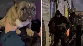 Rescatistas rusos salvan a 17 perros de morir en un edificio en llamas