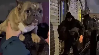 Rescatistas rusos salvan a 17 perros de morir en un edificio en llamas