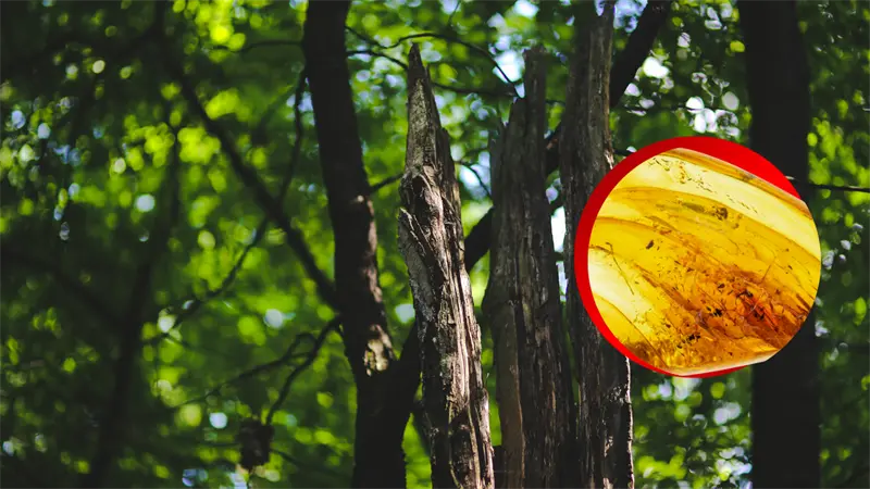 Cient&iacute;ficos descubren nueva especie de &aacute;rbol productor de &aacute;mbar en el sur de M&eacute;xico