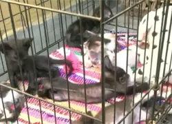 Denuncian desaparici&oacute;n de gatos en el parque de Las Praderas