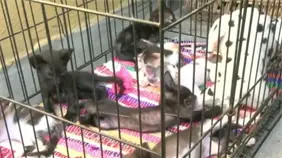 Denuncian desaparici&oacute;n de gatos en el parque de Las Praderas