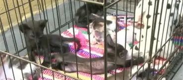 Denuncian desaparici&oacute;n de gatos en el parque de Las Praderas