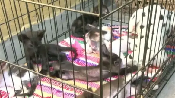 Denuncian desaparición de gatos en el parque de Las Praderas Denuncian desaparición de gatos en el parque de Las Praderas