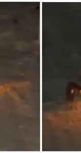 Cangrejos se roban el show de una cita romántica en la playa Cangrejos se roban el show de una cita romántica en la playa