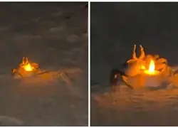 Cangrejos se roban el show de una cita rom&aacute;ntica en la playa