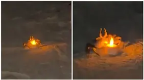 Cangrejos se roban el show de una cita rom&aacute;ntica en la playa