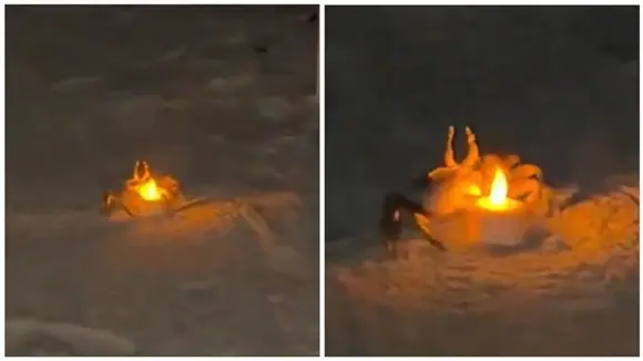 Cangrejos se roban el show de una cita rom&aacute;ntica en la playa