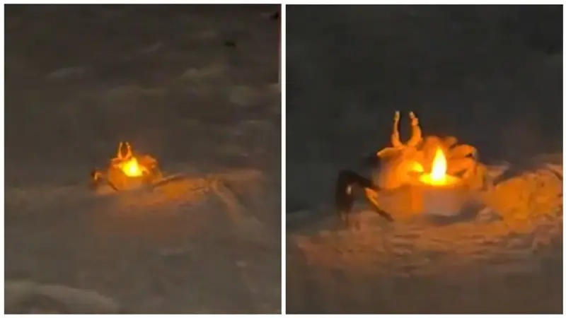Cangrejos se roban el show de una cita rom&aacute;ntica en la playa
