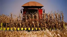 Brasil mejora la previsión de su cosecha de grano y confirma otro récord