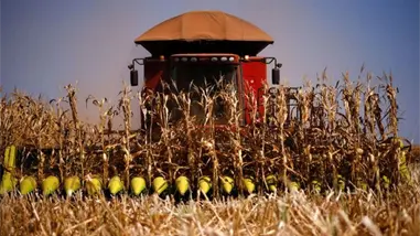 Brasil mejora la previsi&oacute;n de su cosecha de grano y confirma otro r&eacute;cord