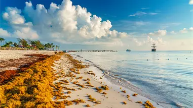 Sargazo vuelve a amenazar playas y actividad tur&iacute;stica del pa&iacute;s