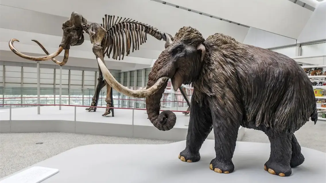 Los grandes dinosaurios y los mamuts eran m&aacute;s lentos de lo que se cre&iacute;a, seg&uacute;n un estudio