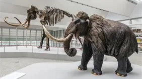 Los grandes dinosaurios y los mamuts eran m&aacute;s lentos de lo que se cre&iacute;a, seg&uacute;n un estudio