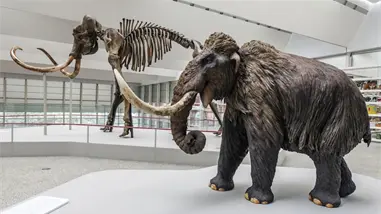 Los grandes dinosaurios y los mamuts eran más lentos de lo que se creía, según un estudio