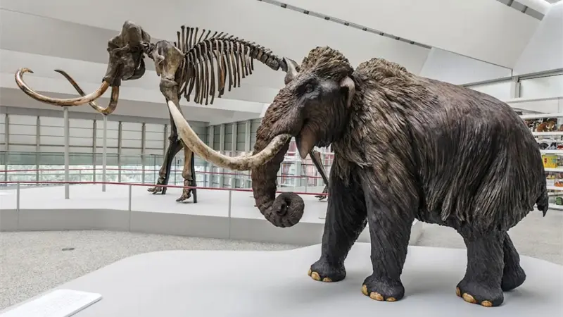 Los grandes dinosaurios y los mamuts eran m&aacute;s lentos de lo que se cre&iacute;a, seg&uacute;n un estudio