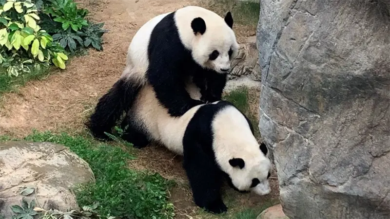 Detienen a dos hombres en China por informaci&oacute;n falsa sobre apareamiento de pandas machos