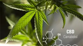 El cannabidiol, una posible v&iacute;a para abordar el trastorno del espectro alcoh&oacute;lico fetal