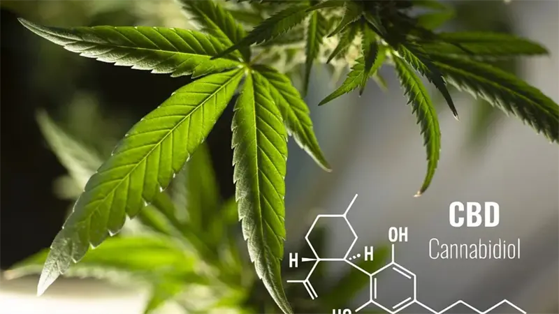 El cannabidiol, una posible v&iacute;a para abordar el trastorno del espectro alcoh&oacute;lico fetal