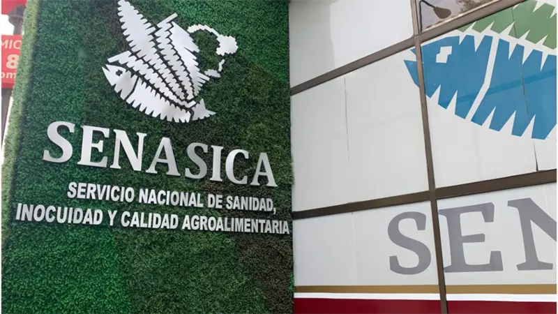 M&eacute;xico suma 14.321 casos de gusano barrenador y acelera esfuerzos entre bloqueo de EEUU