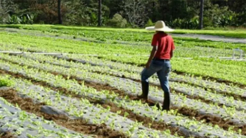 Honduras aumenta en un 38,5% su superficie cultivada en m&aacute;s de tres d&eacute;cadas, seg&uacute;n censo