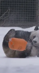 Pandas viven su mejor momento en medio de fuerte tormenta invernal en EE.UU. Pandas viven su mejor momento en medio de fuerte tormenta invernal en EE.UU.