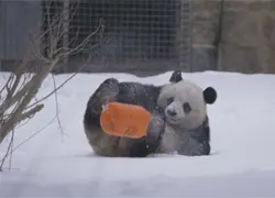 Pandas viven su mejor momento en medio de fuerte tormenta invernal en EE.UU.